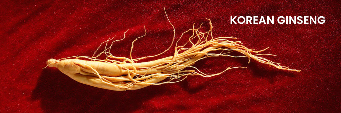 KOREAN GINSENG